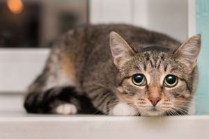 Motif Pelaku Memaku Kucing hingga Tewas di Malang