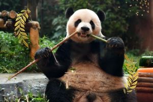 China Mau Beri Australia 2 Panda Baru, Tanda Persahabatan yang Solid