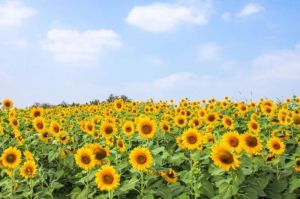 Belajar dari Bunga Matahari: Menghadapi Hidup dengan Optimisme