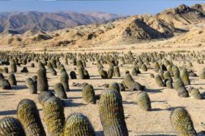 Kisah Inspiratif dari Pohon Kaktus: Bertahan di Tengah Gurun yang Ganas