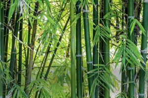 Pelajaran dari Bambu: Fleksibilitas dan Ketahanan dalam Menghadapi Hidup