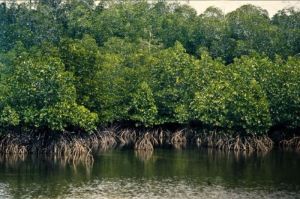 Mengenal Ekosistem Mangrove: Peran Penting dan Upaya Pelestarian