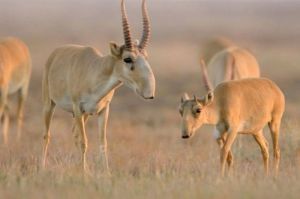 Antelop, Saiga: Penghuni Padang Rumput Eurasia yang Langka