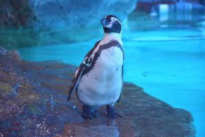 Spesies Unik Penguin Humboldt