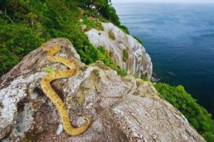Fakta Misterius Tentang Pulau Ular di Brazil