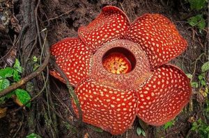Bunga Rafflesia Arnoldi: Mengenal Bunga Terbesar di Dunia