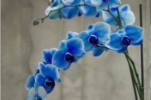 Bunga Anggrek Biru