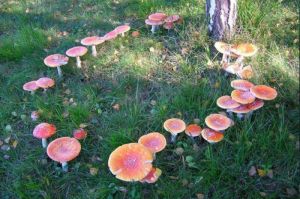 Fairy Circles: Fenomena Alam atau Jejak Peri?