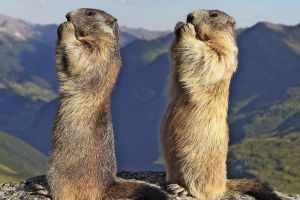Mengenal Hewan Marmot: Karakteristik, Habitat, dan Peran Ekologis