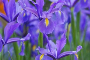 Iris: Kebijaksanaan dan Harapan dalam Satu Bunga