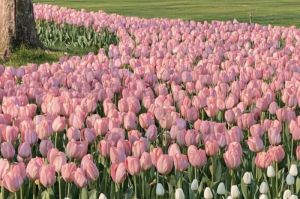 Mengungkap Arti di Balik Tulip: Lambang Cinta yang Sempurna