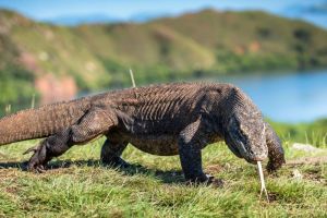 Mengenal Hewan Komodo: Ikhtisar Tentang Makhluk Reptil Purba