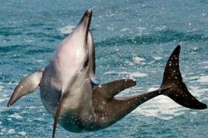 Lumba-Lumba Spinner: Akrobatik di Lautan Tropis