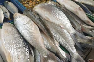 10 Cara Masak Ikan Bandeng yang Enak untuk Masakan Rumahan, Masakan Masyarakat Keluarga Indonesia