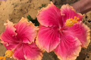 Hibiscus: Keindahan Eksotis dari Tropis