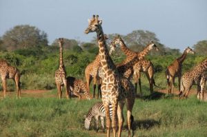 Menjelajahi Kehidupan Jerapah di Savana Afrika