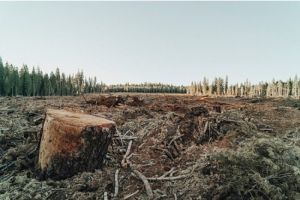 Tantangan dan Solusi untuk Mengatasi Isu Lingkungan di Indonesia Deforestasi