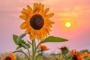Keceriaan Bunga Matahari: Simbol Kegembiraan dan Kesetiaan