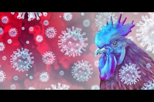 WHO Konfirmasi Kematian Pertama Manusia Akibat Flu Burung Tipe H5N2