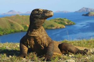 Mengapa Komodo Hanya Ditemukan di Pulau Komodo?