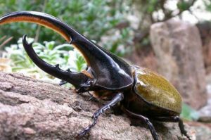 Kumbang Hercules: Serangga Terkuat dari Hutan Hujan Amerika Selatan