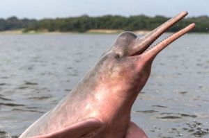 Lumba-Lumba Amazon: Penghuni Sungai yang Menakjubkan