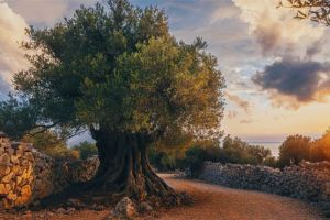 Pohon Gharqad: Fakta Menarik dan Perlindungan bagi Umat Yahudi di Akhir Zaman