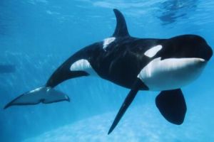 7 Fakta Menarik Orca, Mamalia Pembunuh yang Cerdas