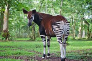 Okapi: Kerabat Jerapah yang Hidup di Hutan Kongo