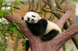 Menelusuri Habitat Panda Raksasa di Cina