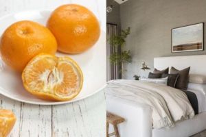 Pewangi Ruangan yang Lebih Efektif: Cara Membuat Kamar Tidur Selalu Wangi dan Tahan Lama dengan Jeruk