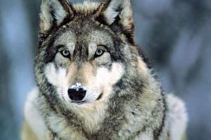 Serigala Abu-Abu: Pemburu Terhebat di Alam Liar