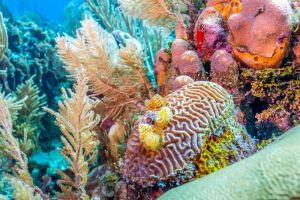 Menjelajahi Keindahan Bawah Laut: Fakta Menarik tentang Terumbu Karang dan Keanekaragaman Hayati