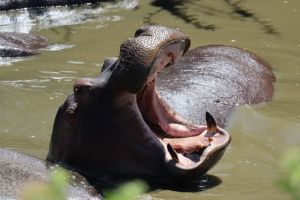 Pengunjung Taman Safari Lempar Sampah Plastik ke Mulut Kuda Nil
