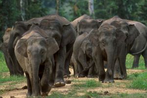 Gajah Terkecil di Dunia Asli Kalimantan Terancam Punah
