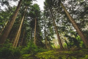Hutan Pinus Silalahi: Surga Hijau di Tepi Danau Toba