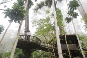 Taman Nasional Kluet Raya: Hutan Hujan yang Menakjubkan di Aceh
