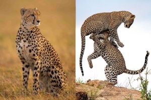 cheetah, leopard