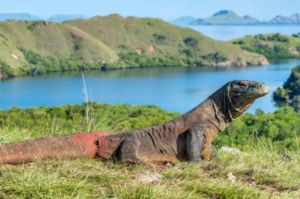 Pemerintah Berencana Menutup Sementara Taman Nasional Komodo di Tahun Depan. Apa yang Menjadi Latar Belakang Rencana Penutupan Ini?