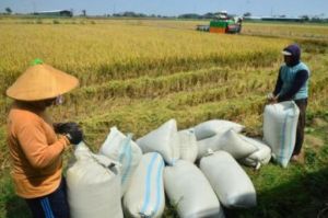 Produksi Beras Lokal Meningkat , Badan Pangan Pastikan Bulog Terus Serap Produksi Lokal