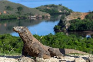 Pulau Komodo: Habitat Unik Varanus Komodo