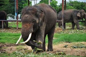 Tangkahan Elephant Camp: Interaksi Menyenangkan dengan Gajah di Sumatera Utara