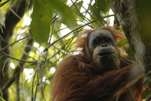 orangutan tapanuli