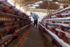 Ternak Ayam: Tips Efisien untuk Usaha Peternakan