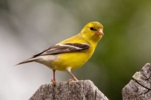 Burung Kenari Tenggara dan Upaya Pelestariannya