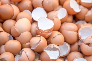Daur Ulang Limbah Cangkang Telur Menjadi Pupuk Organik Yang Berguna Bagi Tanaman