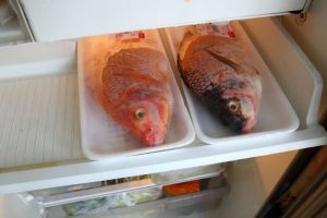 Tips Menyimpan Ikan Segar di Kulkas untuk Kesehatan