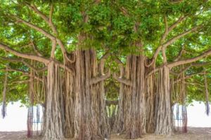 Percakapan dengan Pohon Tua: Mengungkap Rahasia Alam