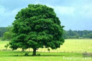 Pohon Ajaib