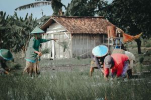 Inspirasi dari Kehidupan Desa: Kearifan Lokal yang Berharga